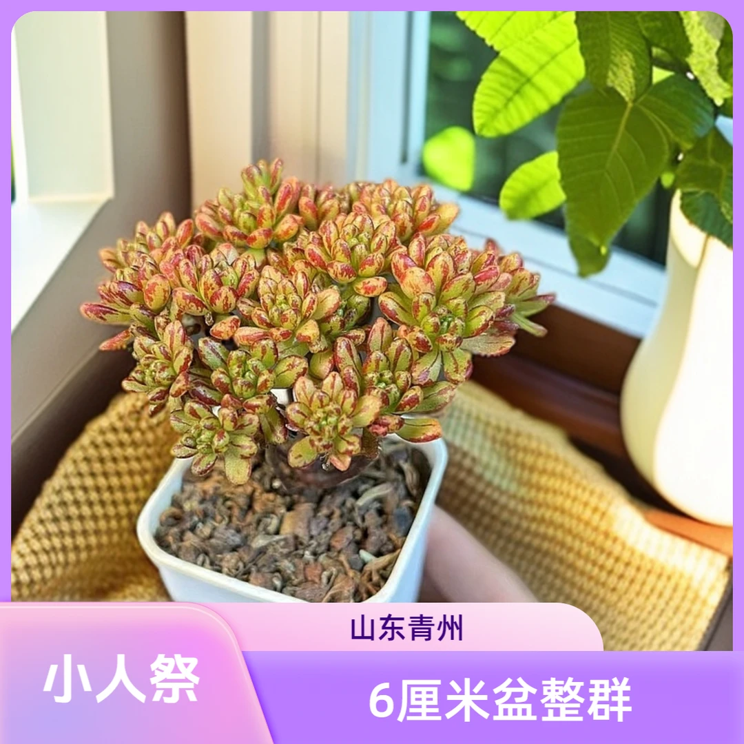 小人祭6厘米盆老桩多肉