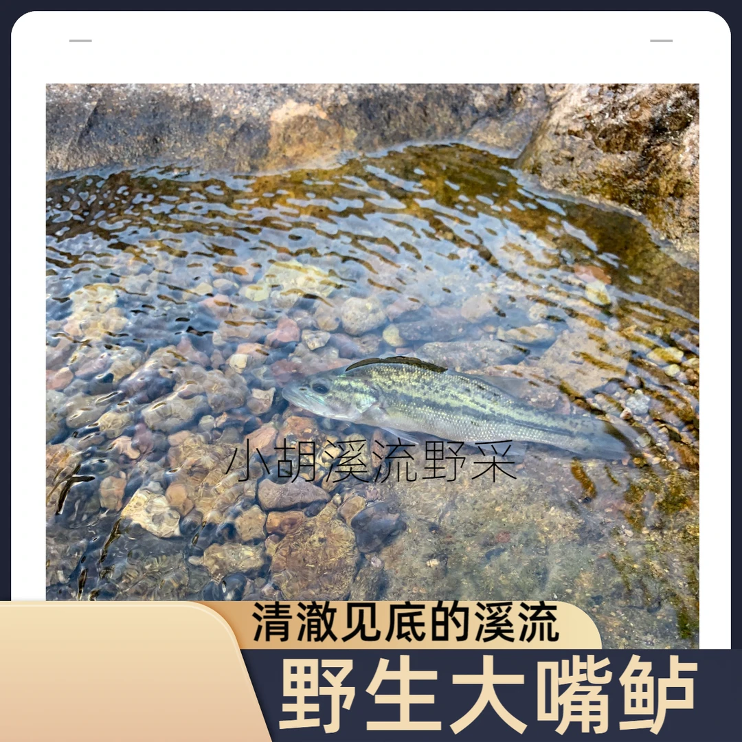 山体水库原生溪流活体野生大嘴鲈猛鱼观赏鱼野生鱼