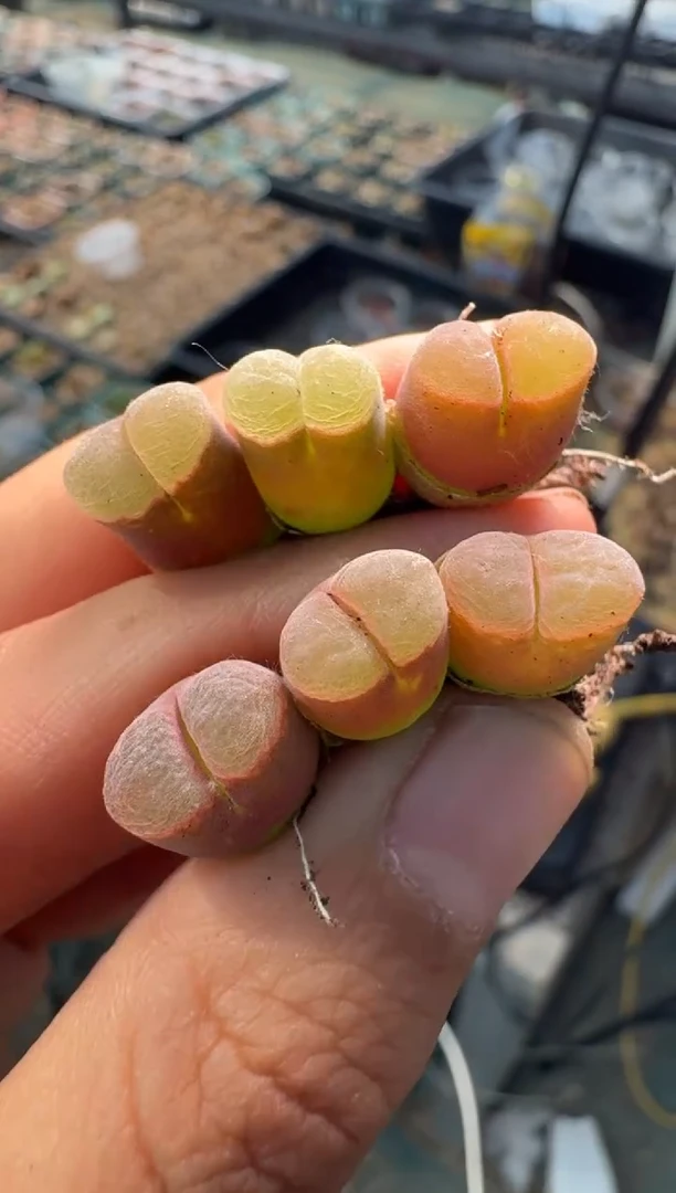 疯狂的多肉石头8杂交风铃一颗