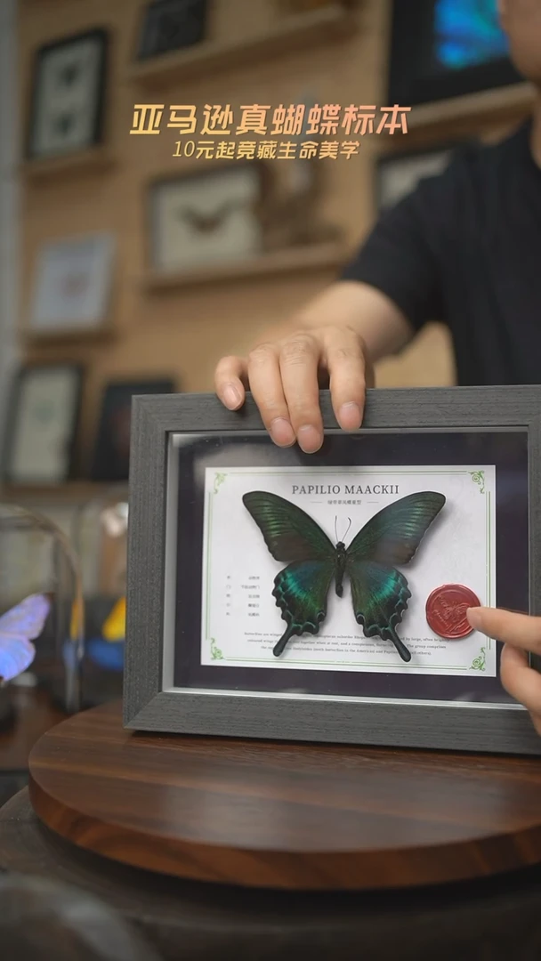 有机玻璃绿带翠凤蝶