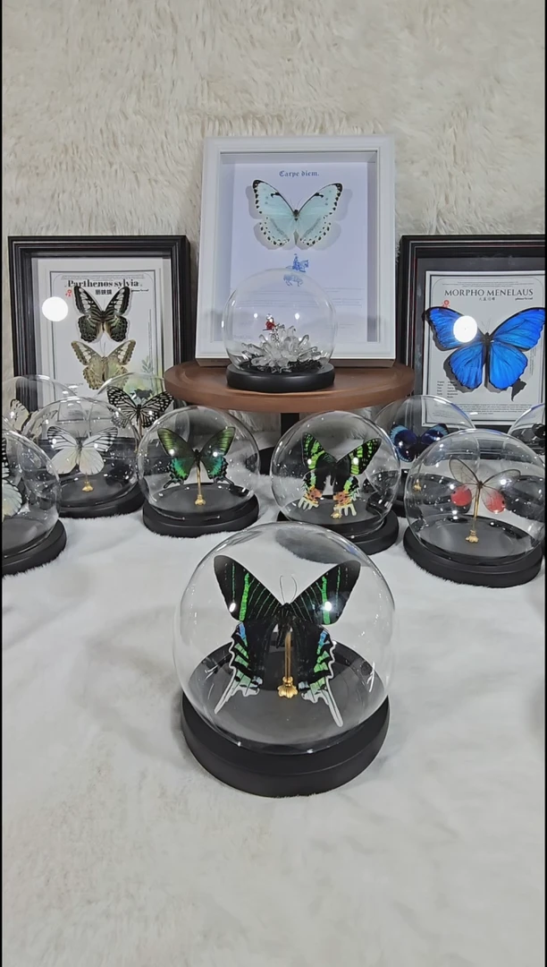 月亮蛾真实蝴蝶标本送朋友