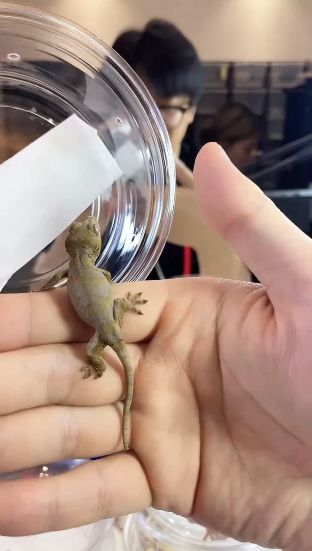 盖勾亚守宫1111b16