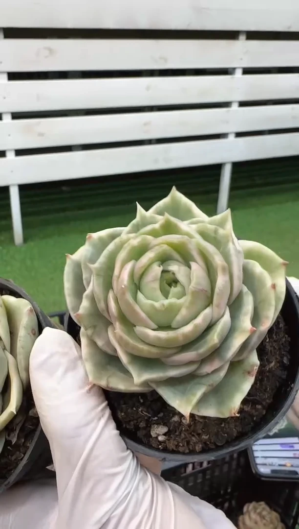 【闪购商品】大翠湖锦（6cm）80#脱土