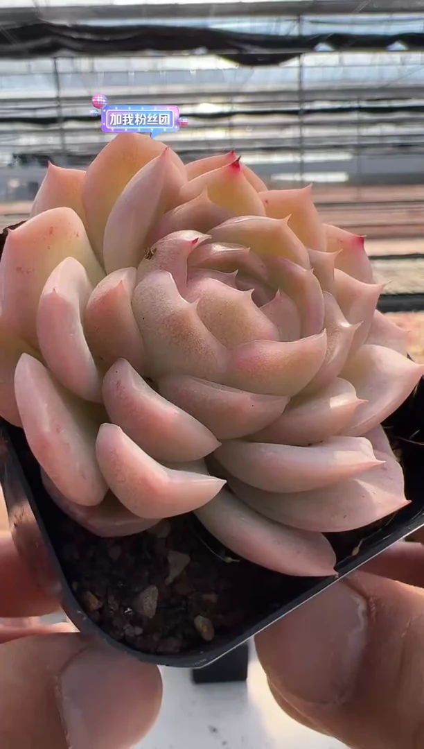 【闪购商品】新款多肉-27