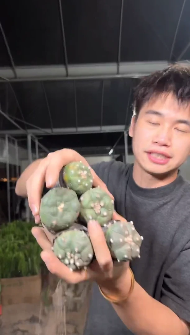 5颗 实生根 星兜 3-5cm