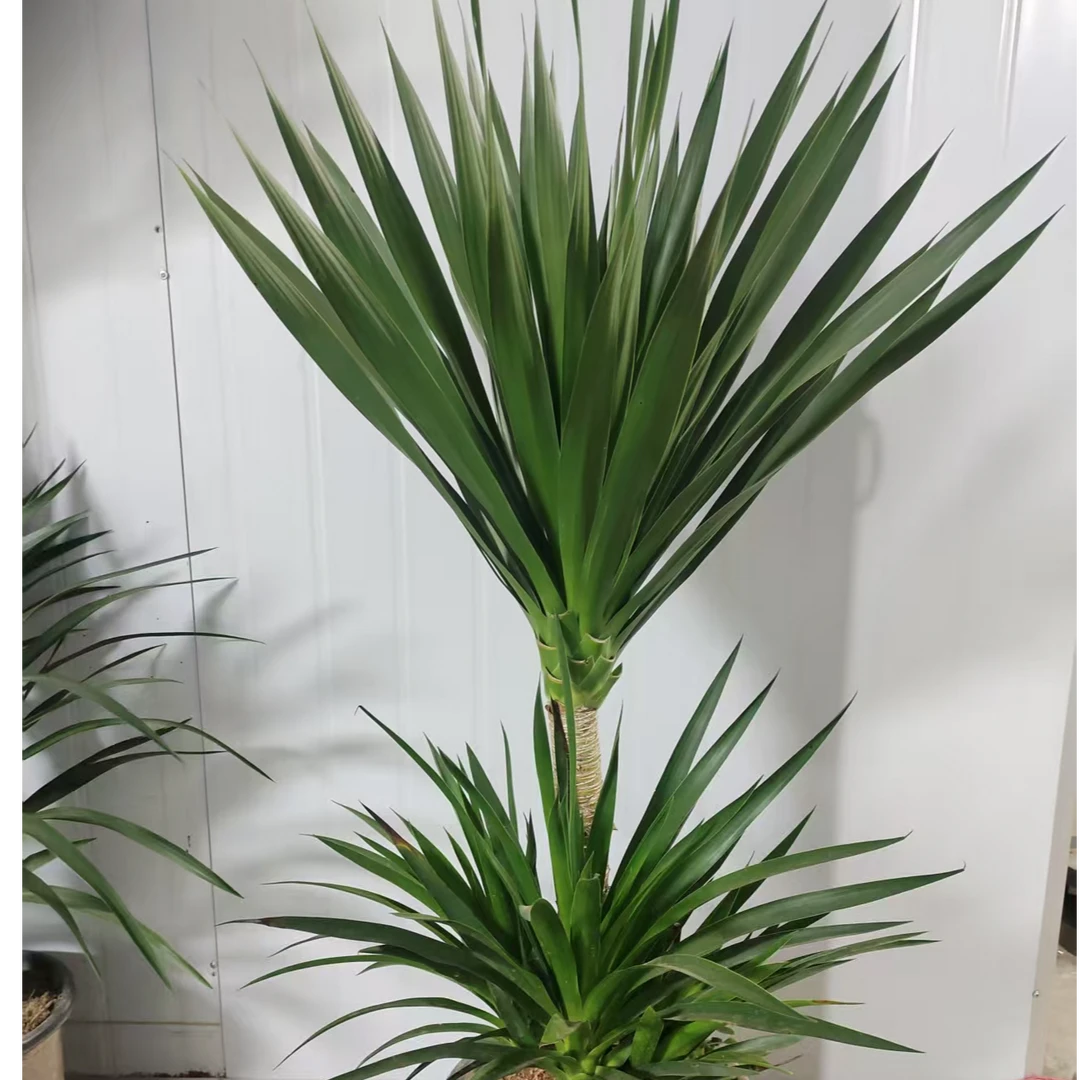 双层福利款太空铁黑珍珠龙血树客厅室内大型盆栽吸甲醛绿植老桩