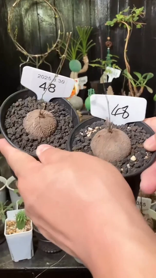48号830福利南非龟甲龙买1个送1个