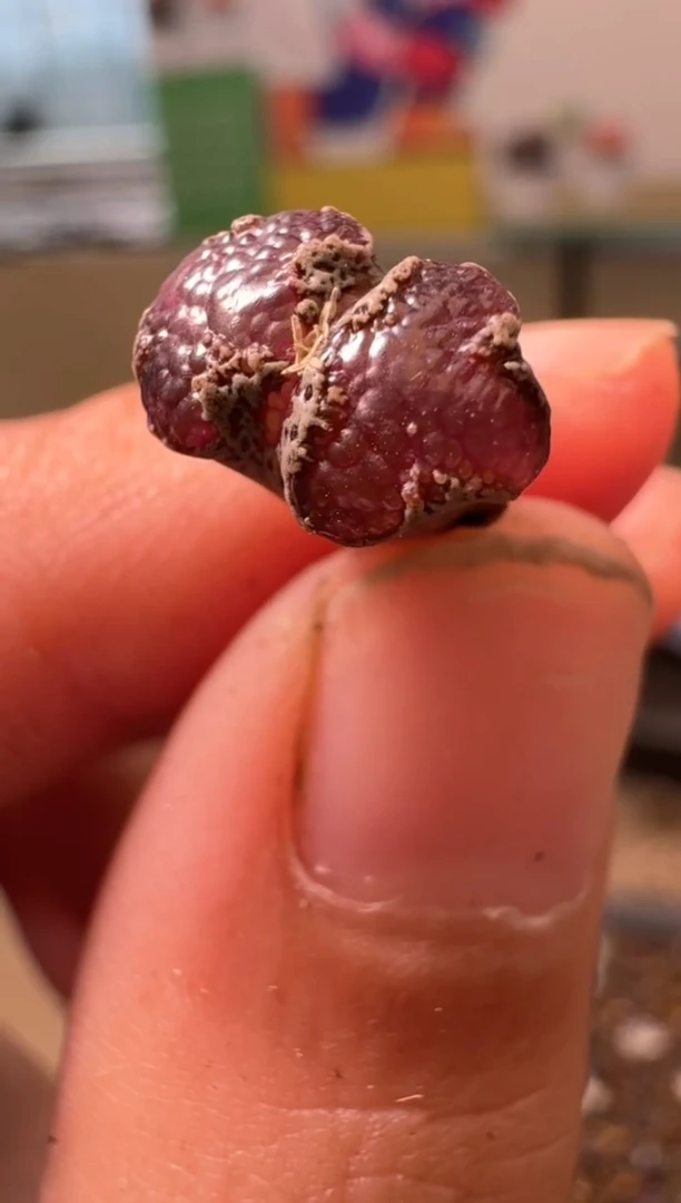 啾*多肉植物肉锥4-366