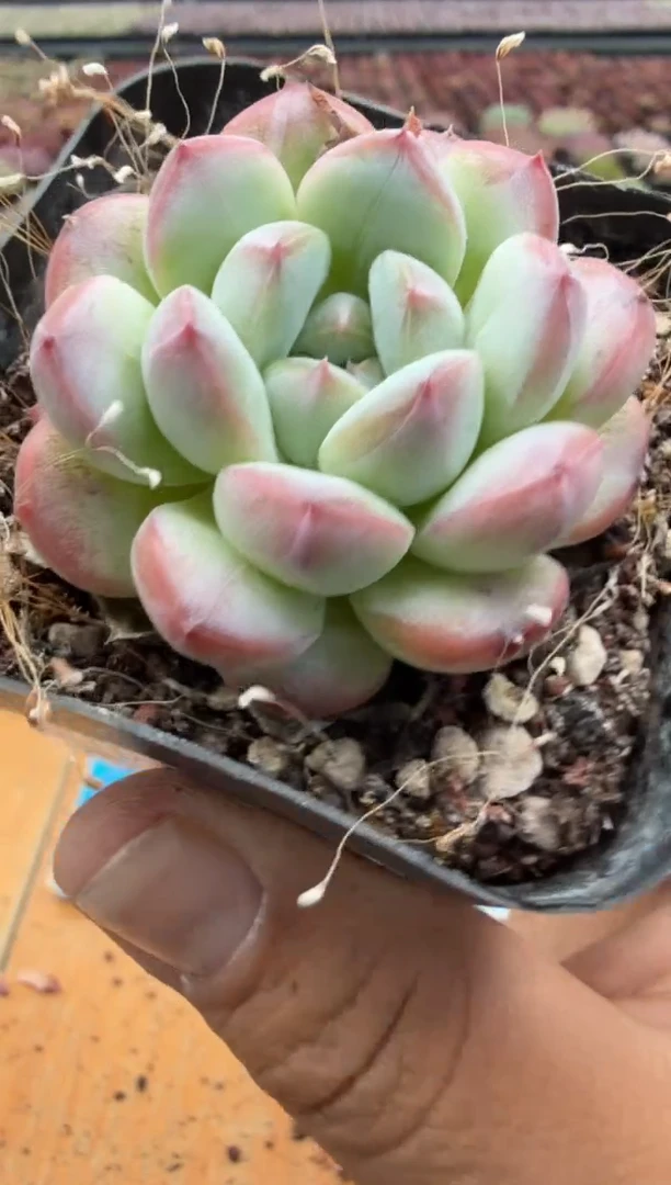 东云多肉园二店-116