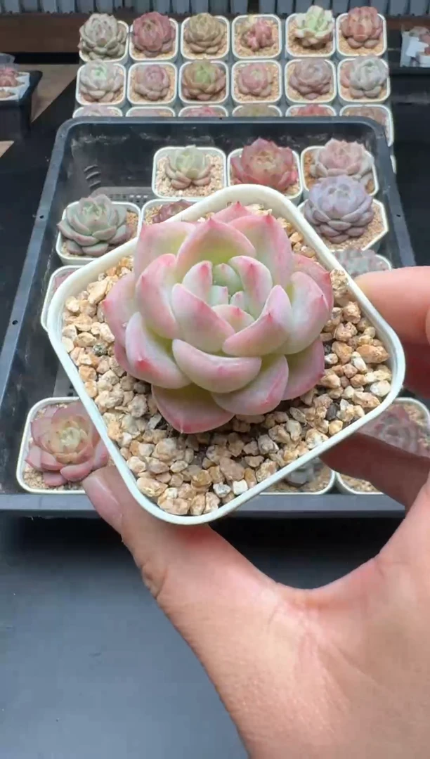 【闪购商品】399A号一物一拍多肉花卉植物拍3颗起发