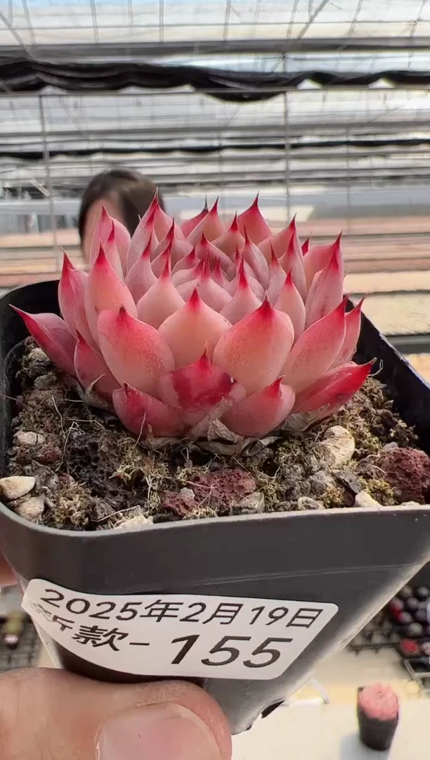 【闪购商品】新款多肉-155