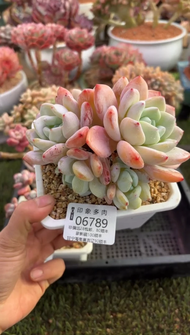 【闪购商品】06789