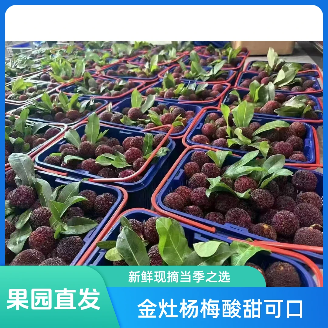汕头金灶高山杨梅新鲜现摘酸甜可口当季水果端午送礼佳选