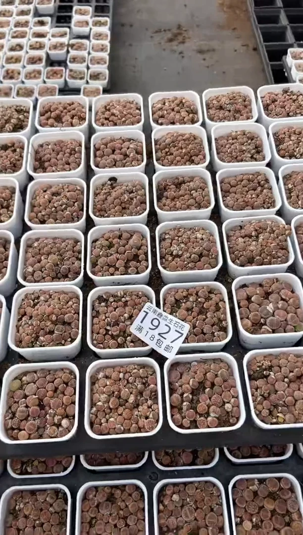 1927特价5.5方橄榄玉个头小发货1盒量拍