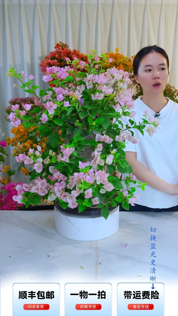 大部分开放少量花苞俞*怡暗斑五宝