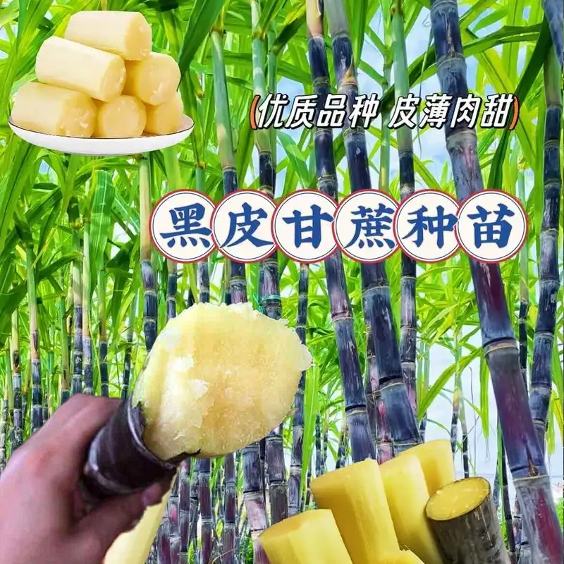 正宗水果黑皮甘蔗苗种培植黄金皮甘蔗种苗苗量大优四季种植大型