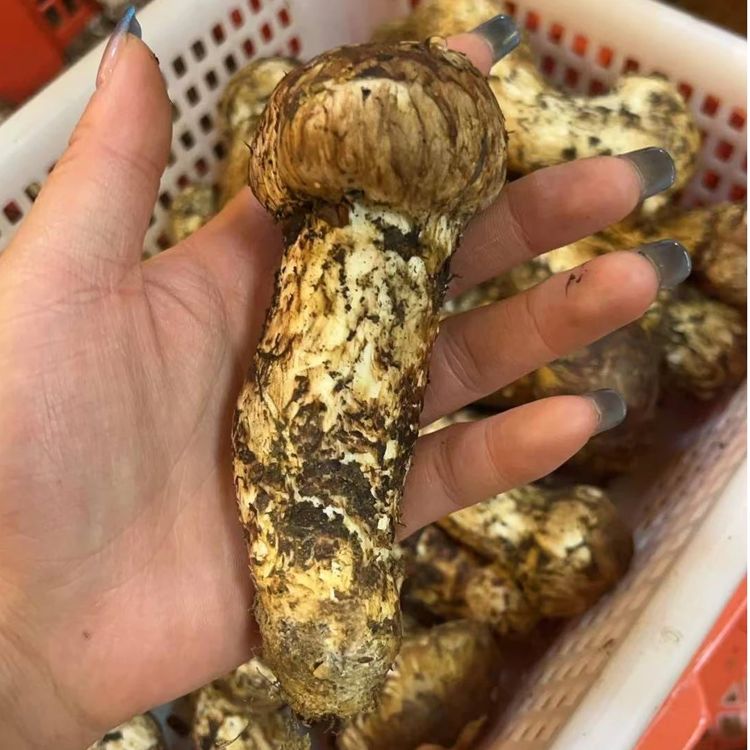（拍1斤发2斤）硬掉破损微软松茸  家庭版 香格里拉鲜松茸顺丰空运