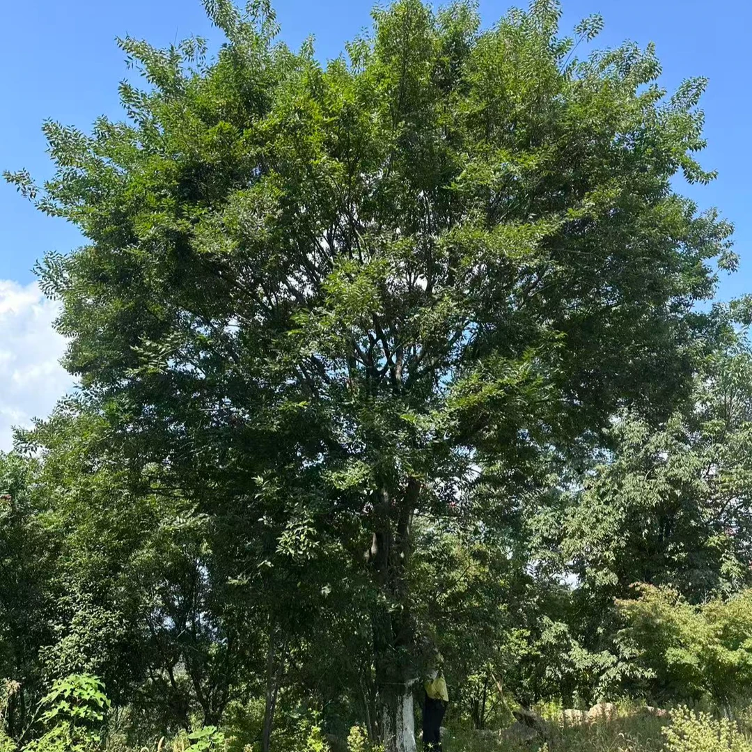 【朴树】6.5-7层朴树工程示范区、大区用苗 一物一拍