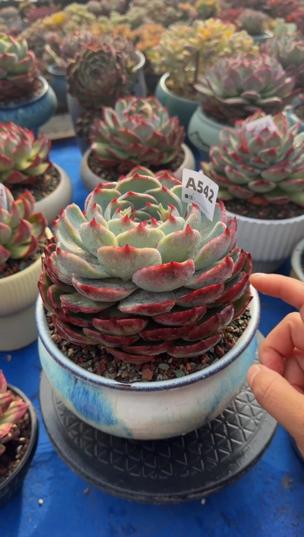 【闪购商品】A542惊鸿仙子（裸根发货）