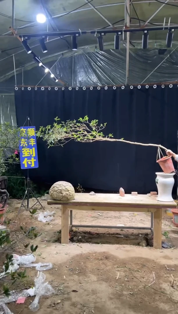 当前无花朵，栽培后可花朵用****3  海岛栀子花