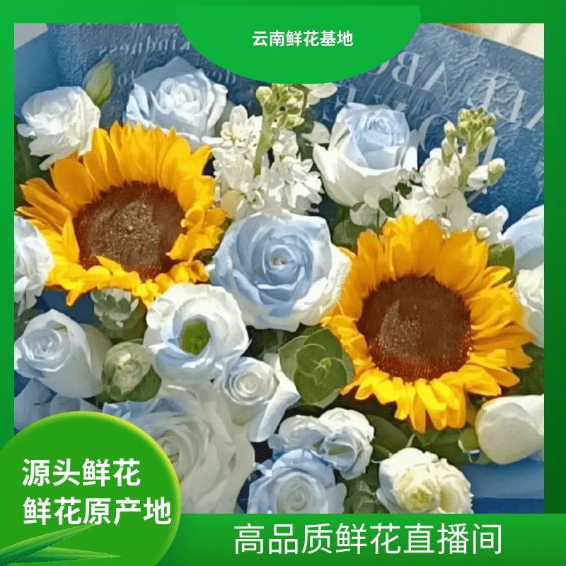 颜花【碎冰蓝+紫罗兰】云南鲜花基地直发
