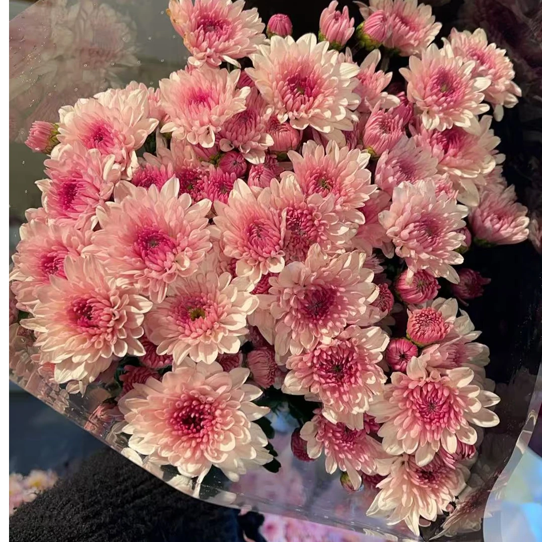 2号基地 草莓冰淇淋 小雏菊全店任意4单一个运费