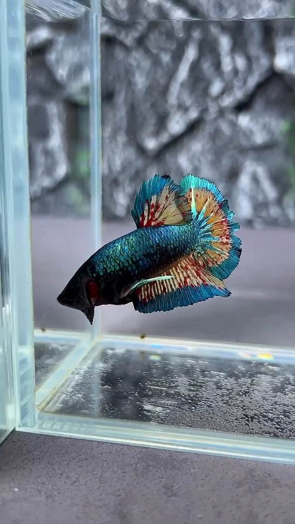 斗鱼竞拍链接A015