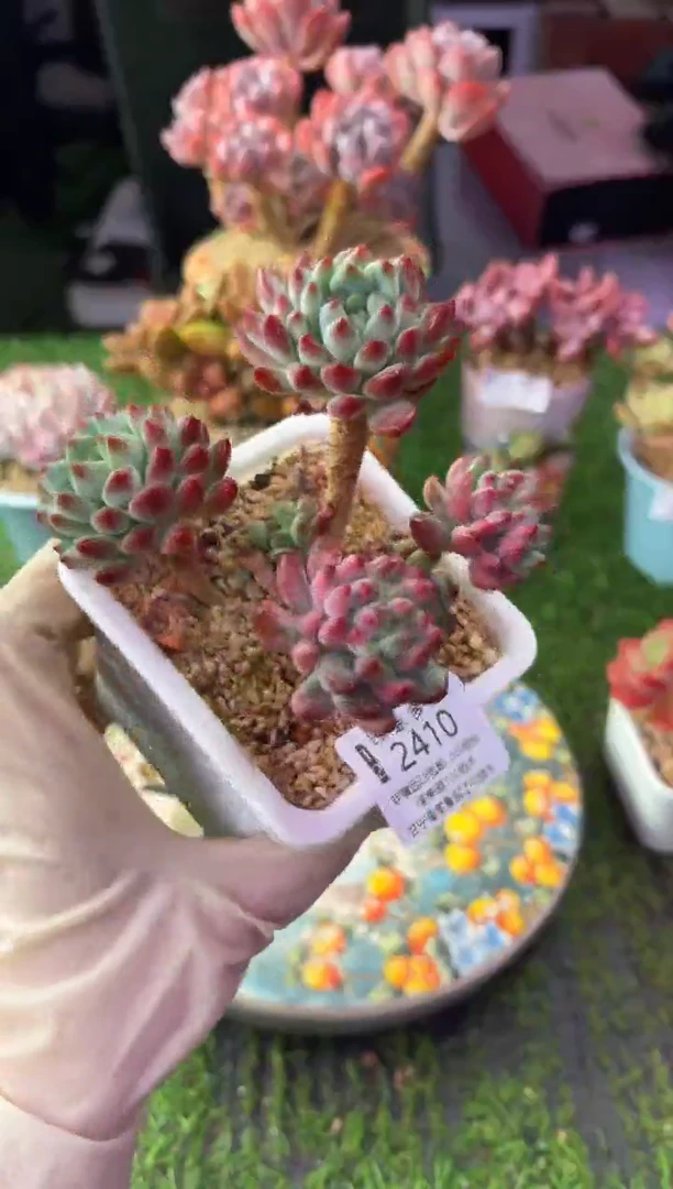 昆明印象多肉2410