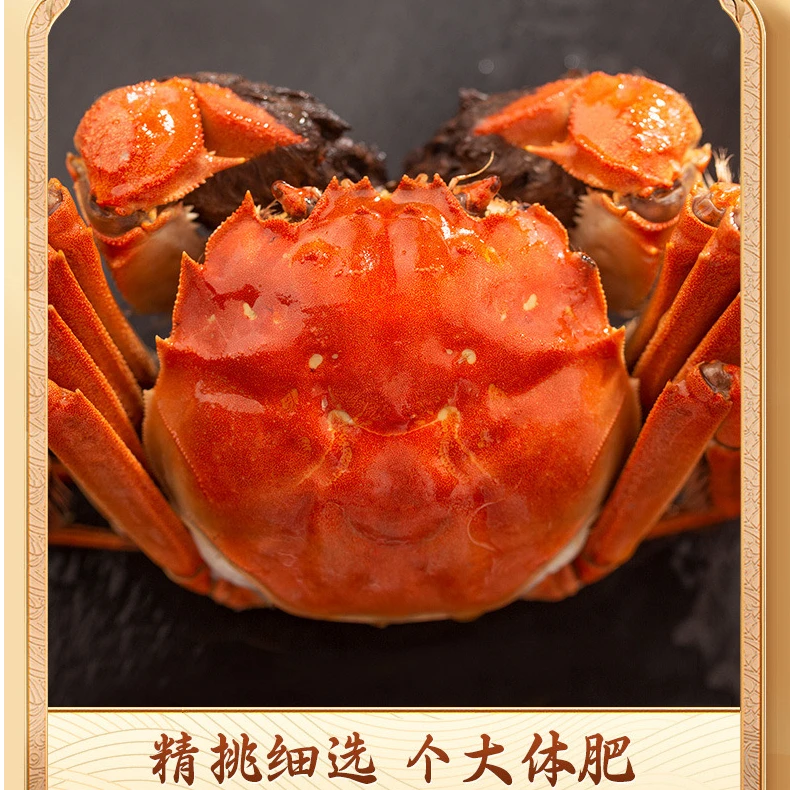 【活蟹现发】鲜活精品全母大闸蟹2.3-2.7两8只礼盒装