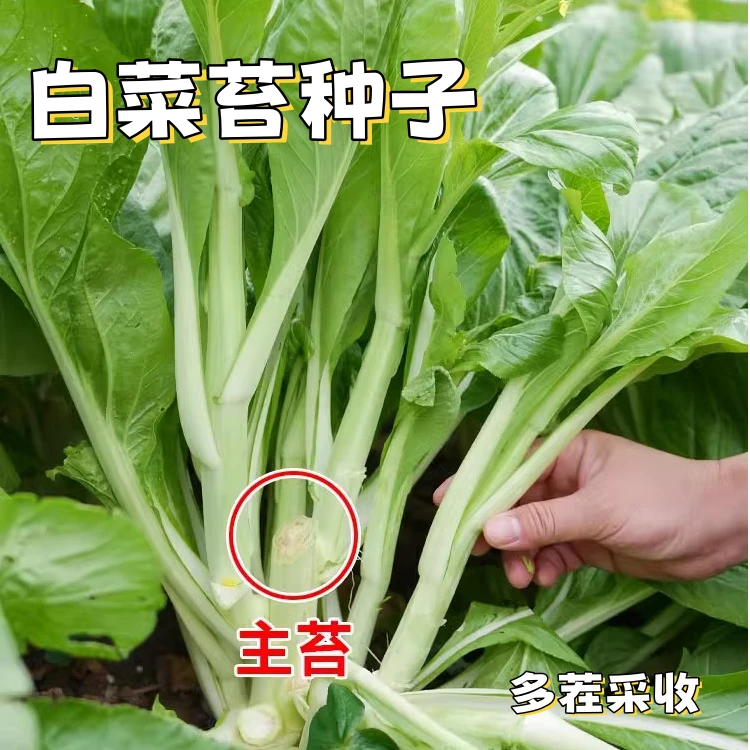 【全店满五包包邮】白菜苔种子四季可种阳台庭院种植脆嫩可口蔬菜