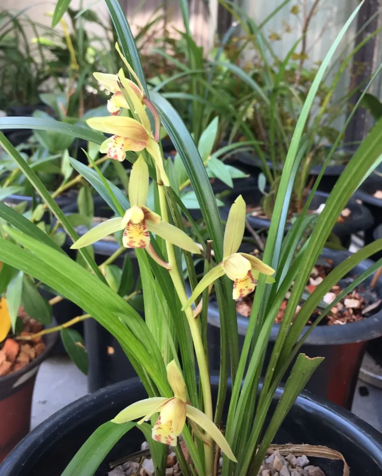 室内阳台好养绿植花卉盆栽