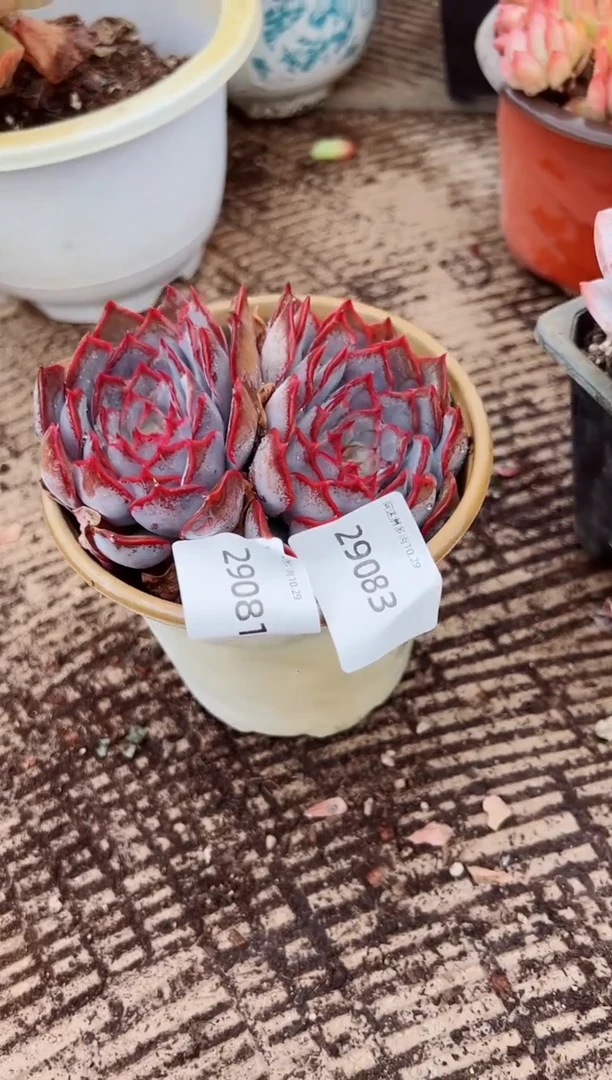 多肉植物一物一拍29081.83.84.85