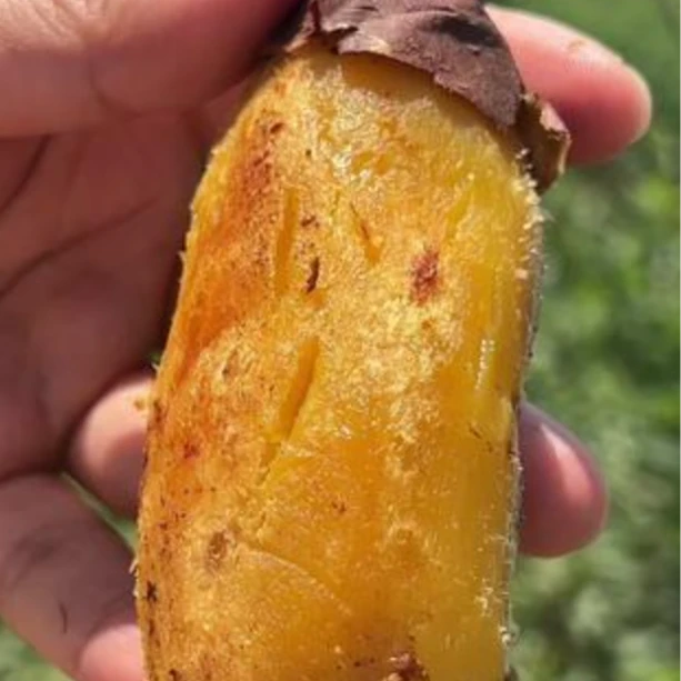 【韩大乐】山东榴莲地瓜1袋2斤其他