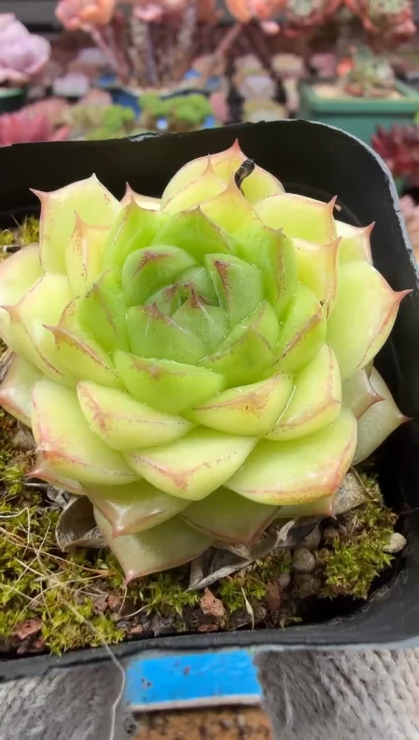 东云多肉园二店-425