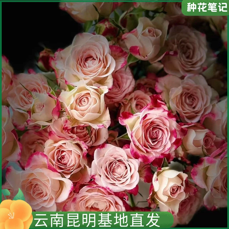 【月季 折射】复古色超好养月季植物盆栽花卉开花多季开花阳光带花