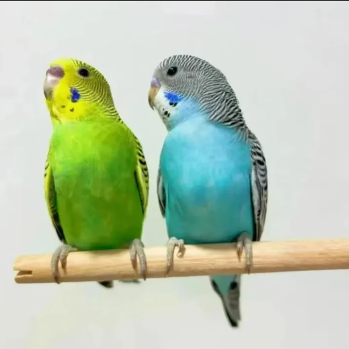 2只 虎皮鹦鹉活鸟观赏鸟手养鹦鹉亲人萌宠