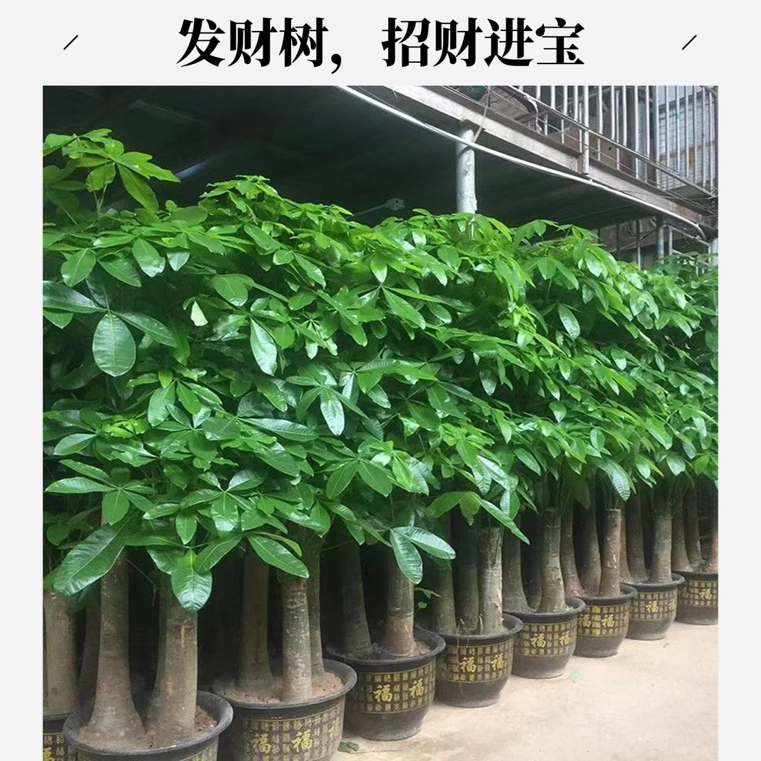 【品质工厂】【精选厂家】步步高发财树大棵客厅开业送礼乔迁室内绿植