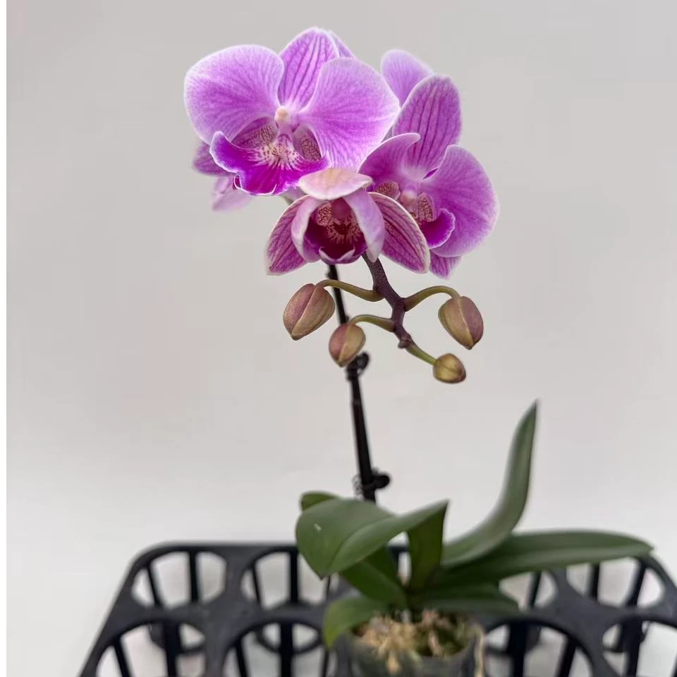 蝴蝶兰【露西单】鲜花盆栽室内观赏花花佛山基地直发好养易