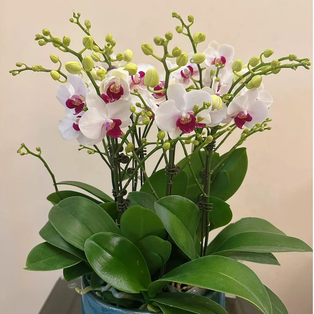 花购蝴蝶兰 （避风港）带花带花苞（2-4花剑）