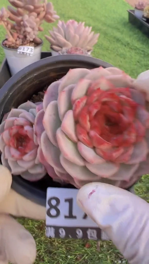 【闪购商品】信福多肉一物一拍