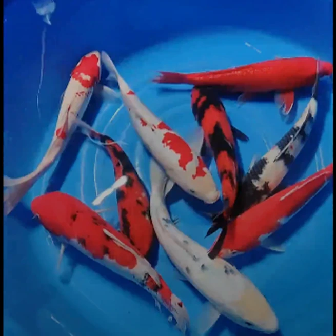 包活锦鲤观赏鱼不包邮