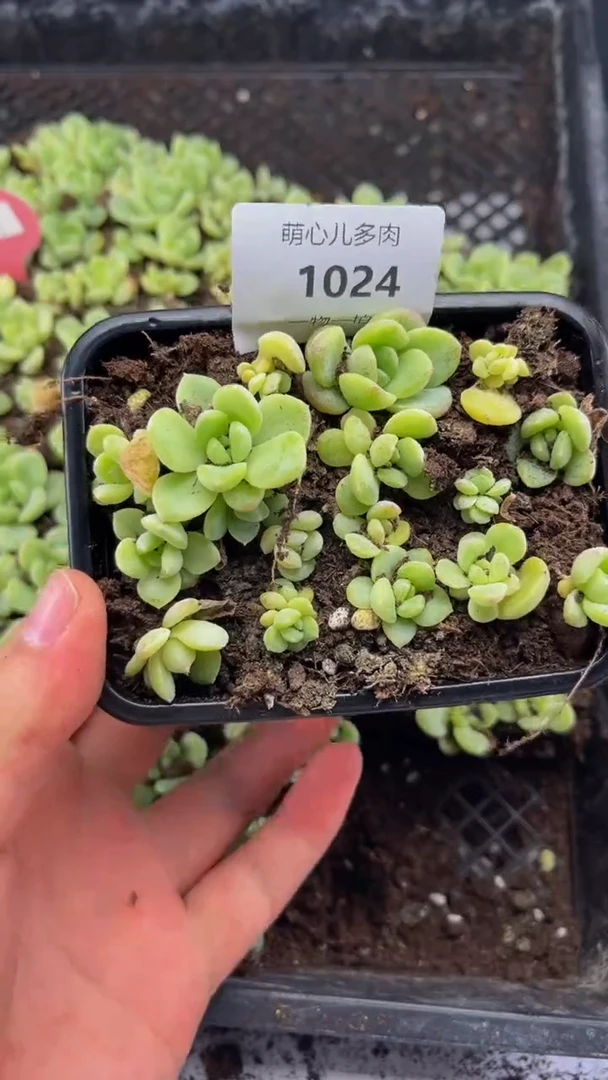 1024 草莓布丁切糕多肉植物量拍