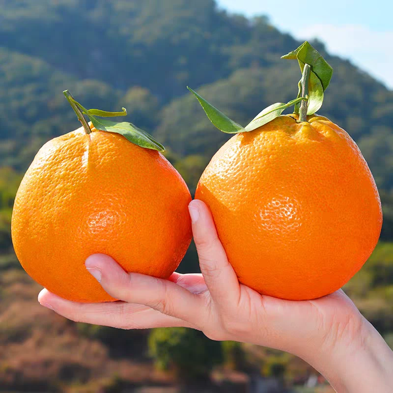 正宗四川眉山春见耙耙柑当季应季新鲜水果粑粑柑产地直销