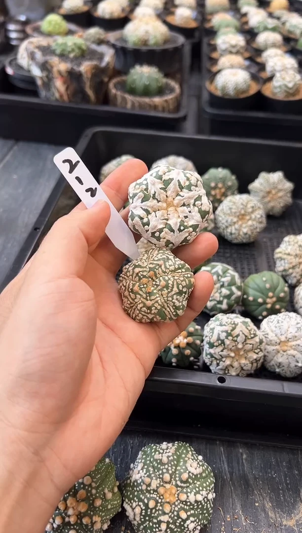 人****＇不含盆土实生两颗编码212