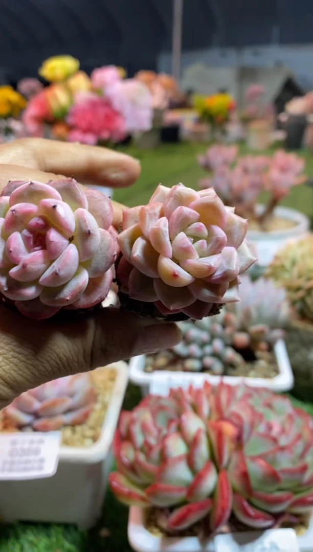 【闪购商品】qqqqqq