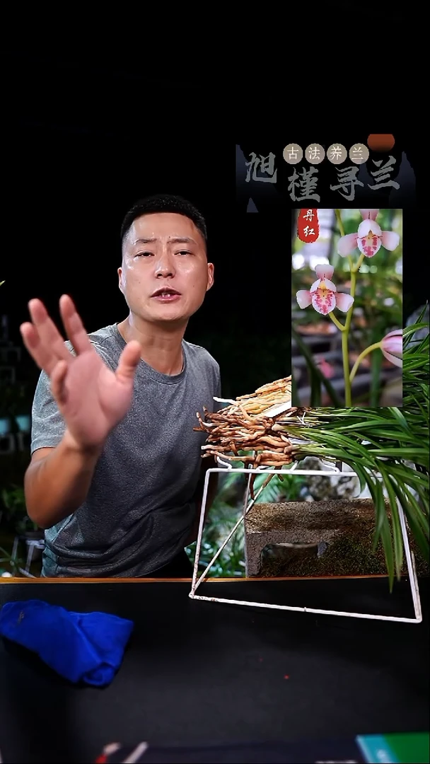 当前无花栽培后可以开花闲*建兰-玉白丹红（3苗）