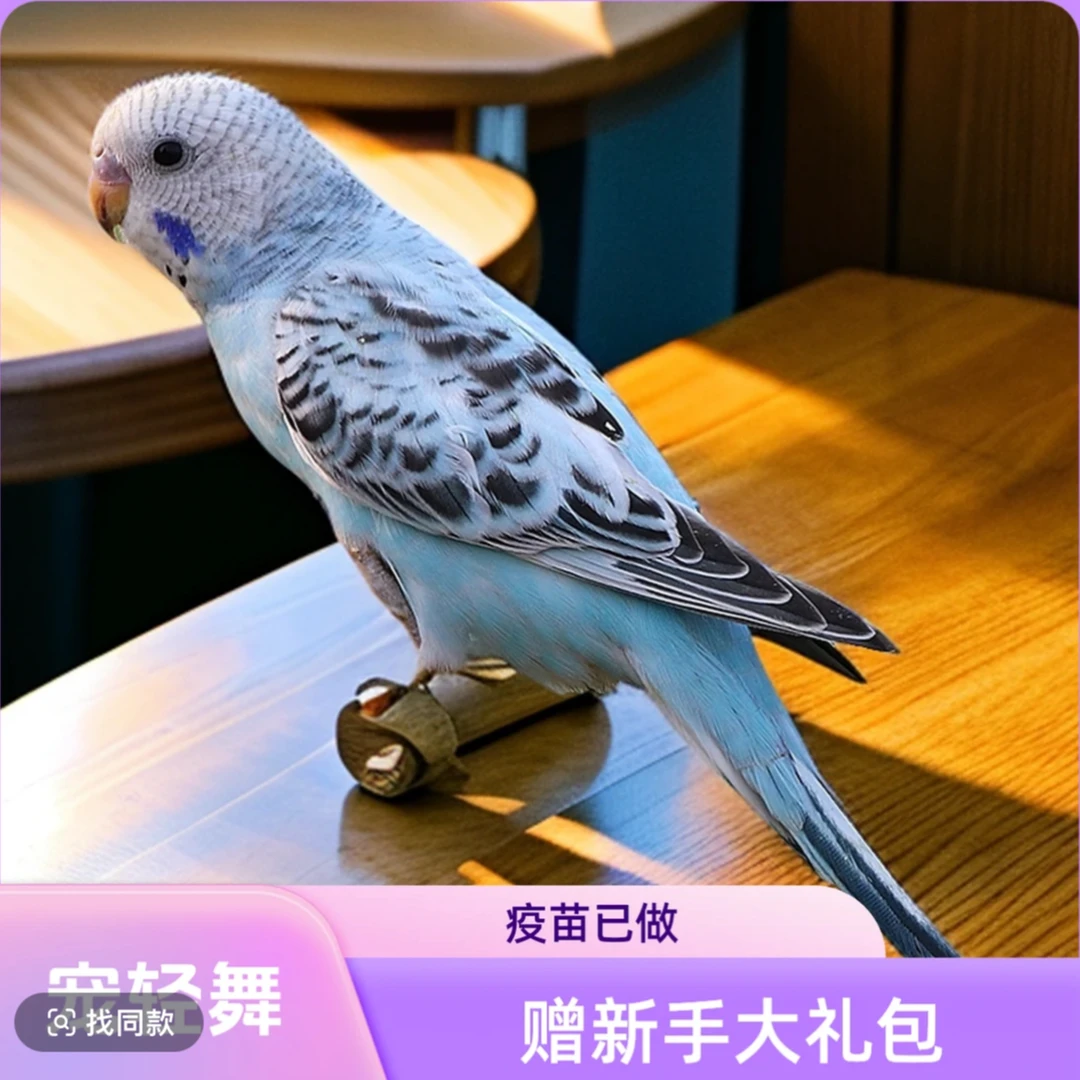 虎皮鹦鹉云斑系列可上手可训练说话的活体鹦鹉