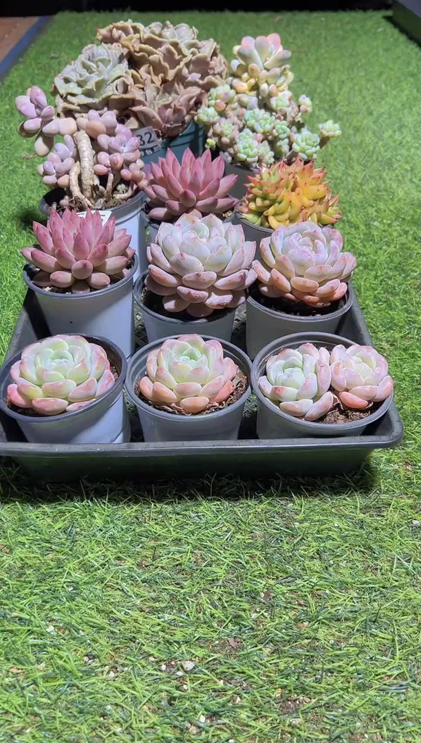 【闪购商品】信福多肉一物一拍