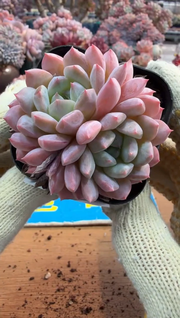 东云多肉园三号店-65