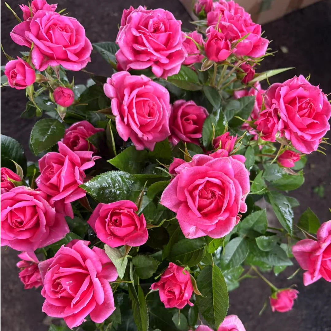 维密花园  玫红色浓香丛生爆花切花月季盆栽室内外新手易养多花